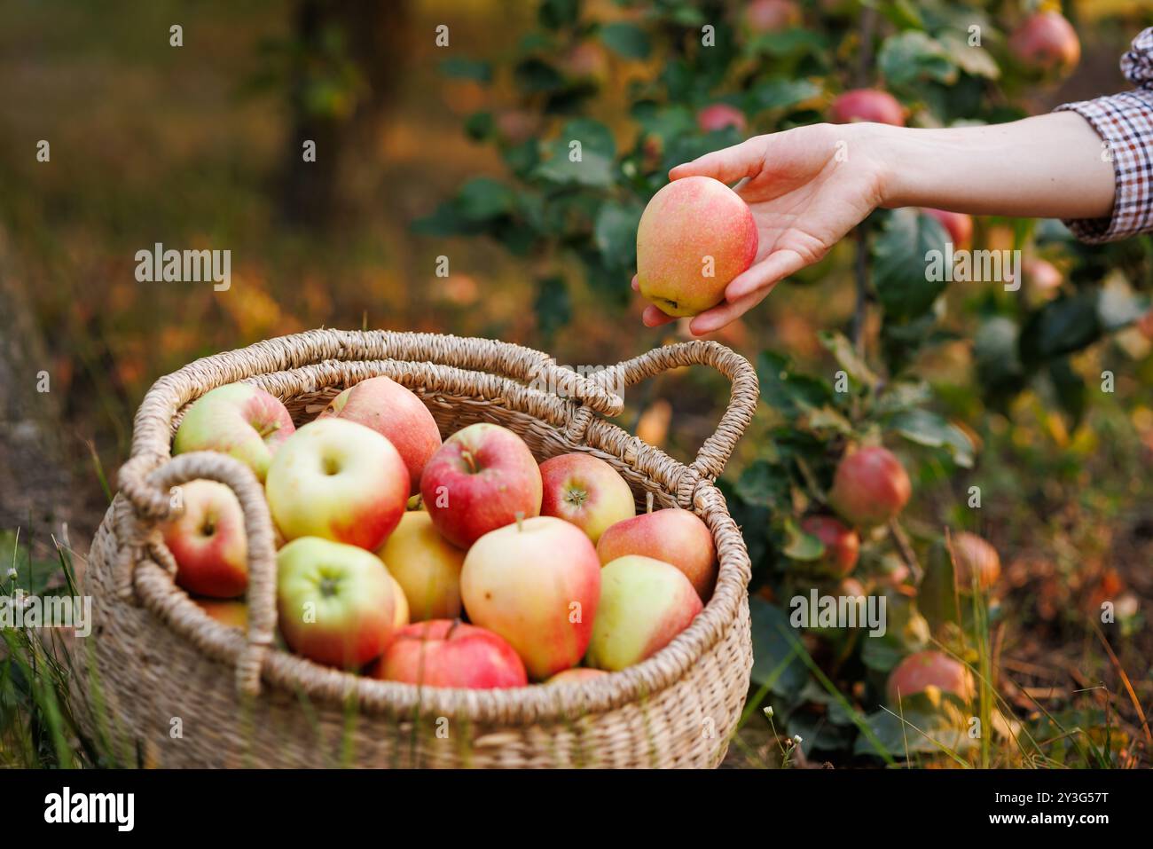 Una mano che raggiunge una mela matura da un cesto pieno di varie mele, incastonato in un frutteto con alberi sullo sfondo. Foto Stock