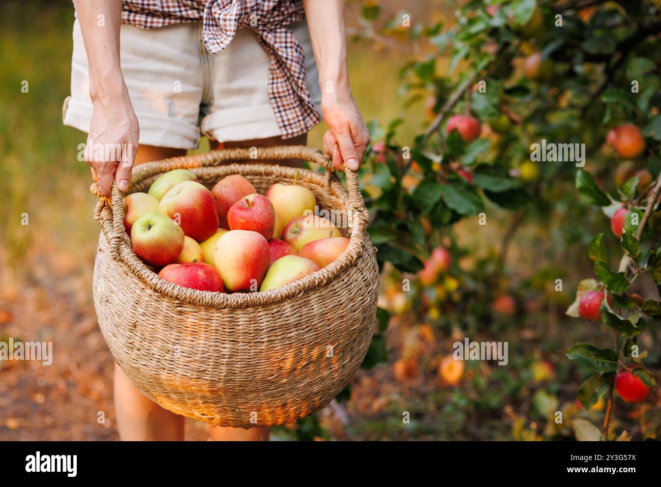 Mani maschili con un cesto di mele mature nella stagione naturale, raccogliendo mele fresche in un frutteto Foto Stock