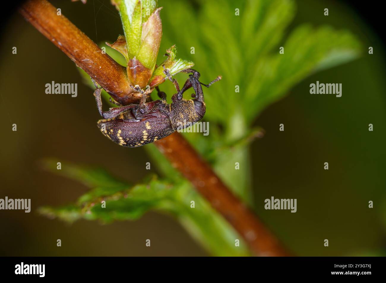 Hylobius abietis famiglia Curculionidae genere Hylobius pino grande weevil natura selvaggia scarabeo fotografia, immagine, sfondo Foto Stock