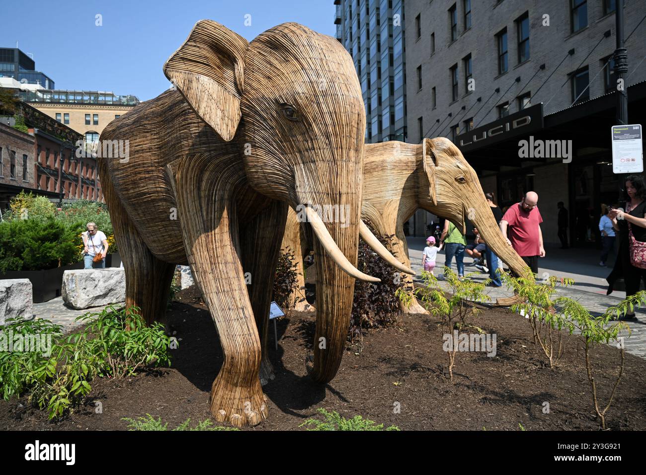 Sculture di elefanti a grandezza naturale sono visibili durante la mostra "Great Elephant Migration" nel quartiere di Chelsea il 13 settembre 2024 a New York. Foto Stock