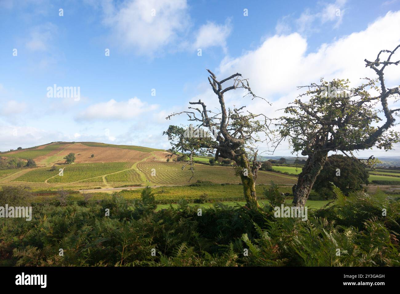 Mynydd Illtud comune nei Brecon Beacons, 3 miglia a sud ovest di Brecon, Powys, Galles, Regno Unito. Il punto più alto è Twyn y Gaer, un sito collinare dell'età del ferro. Foto Stock
