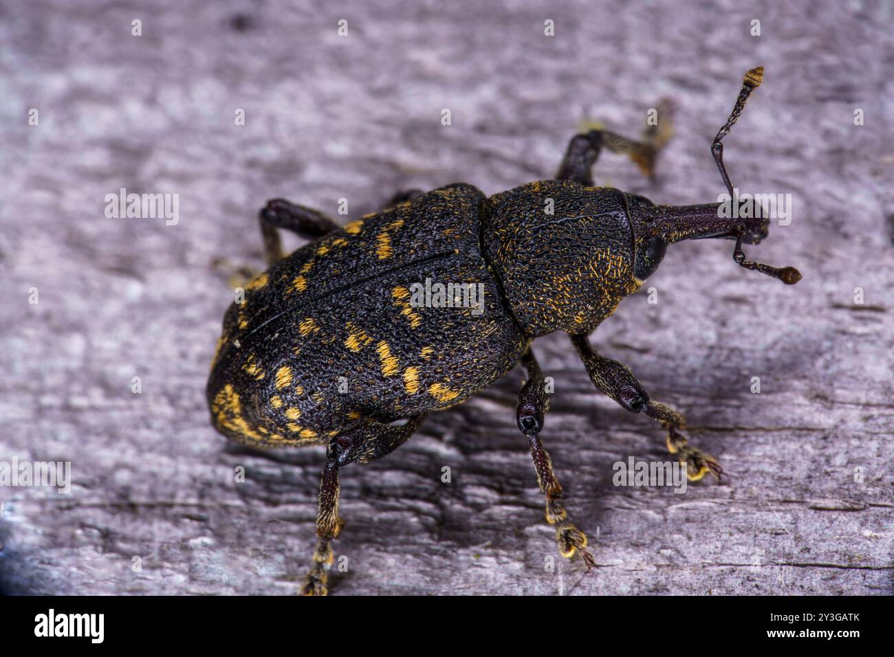 Hylobius abietis famiglia Curculionidae genere Hylobius pino grande weevil natura selvaggia scarabeo fotografia, immagine, sfondo Foto Stock