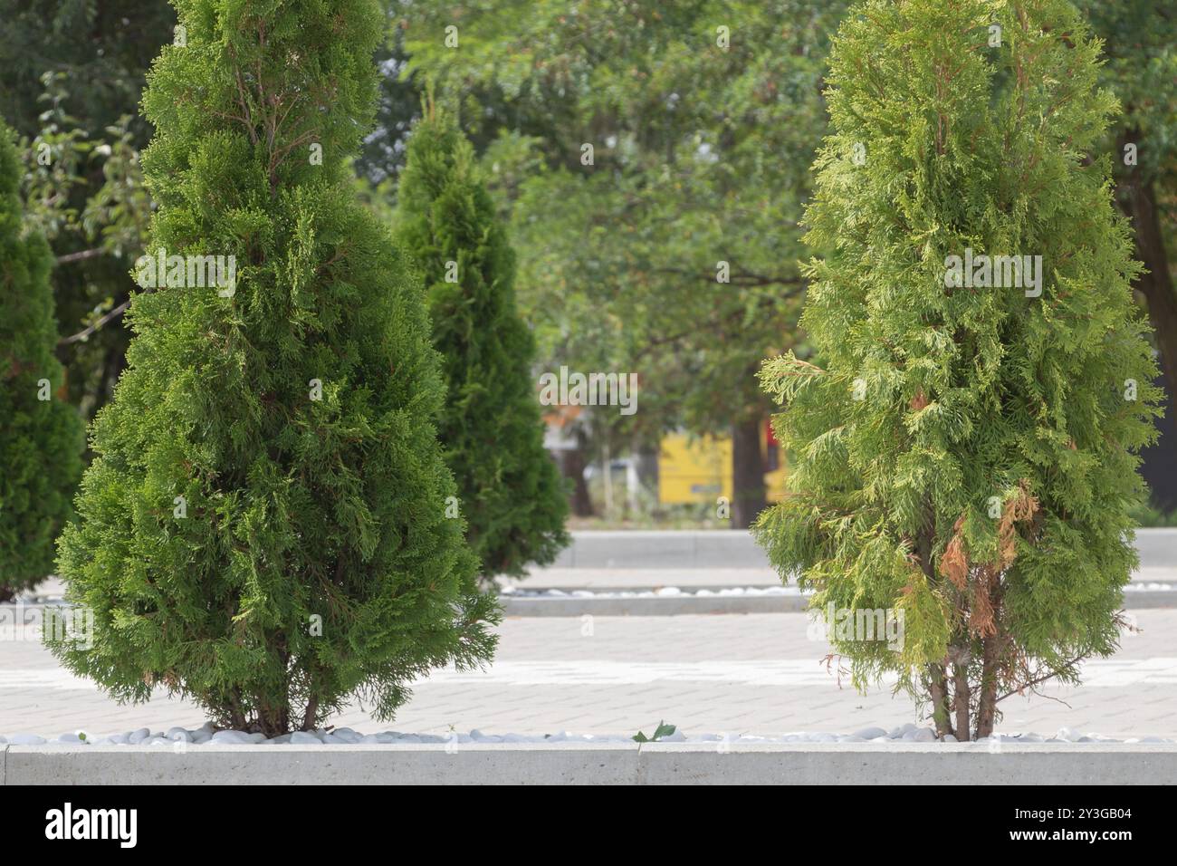 Due alti tujas verdi nel parco, alberi di strada su entrambi i lati di strade di cemento. Foto Stock