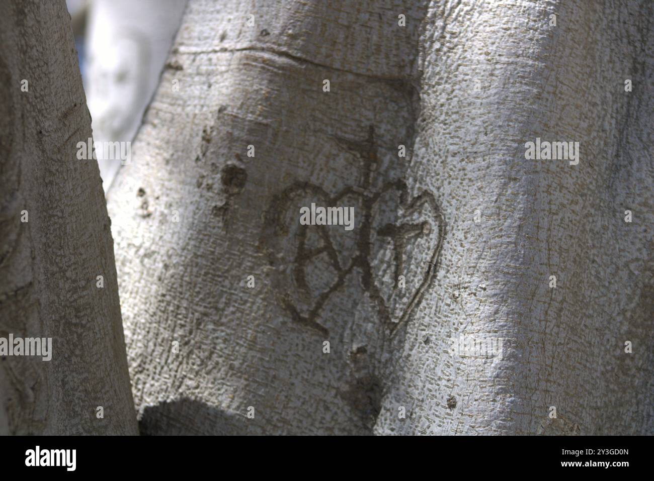 coppie romantiche iniziali scolpite sul tronco dell'albero Foto Stock