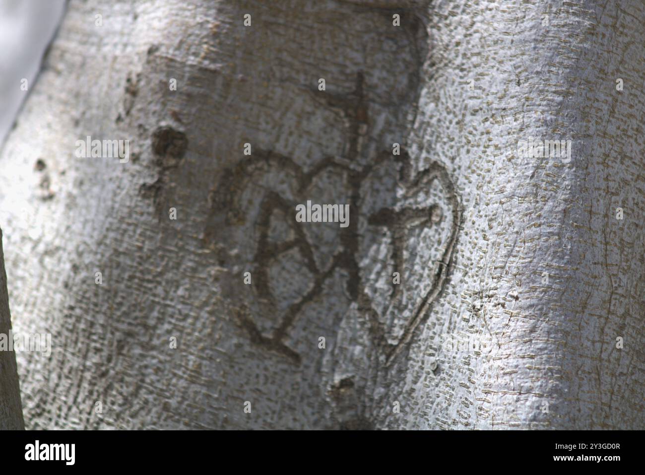 coppie romantiche iniziali scolpite sul tronco dell'albero Foto Stock