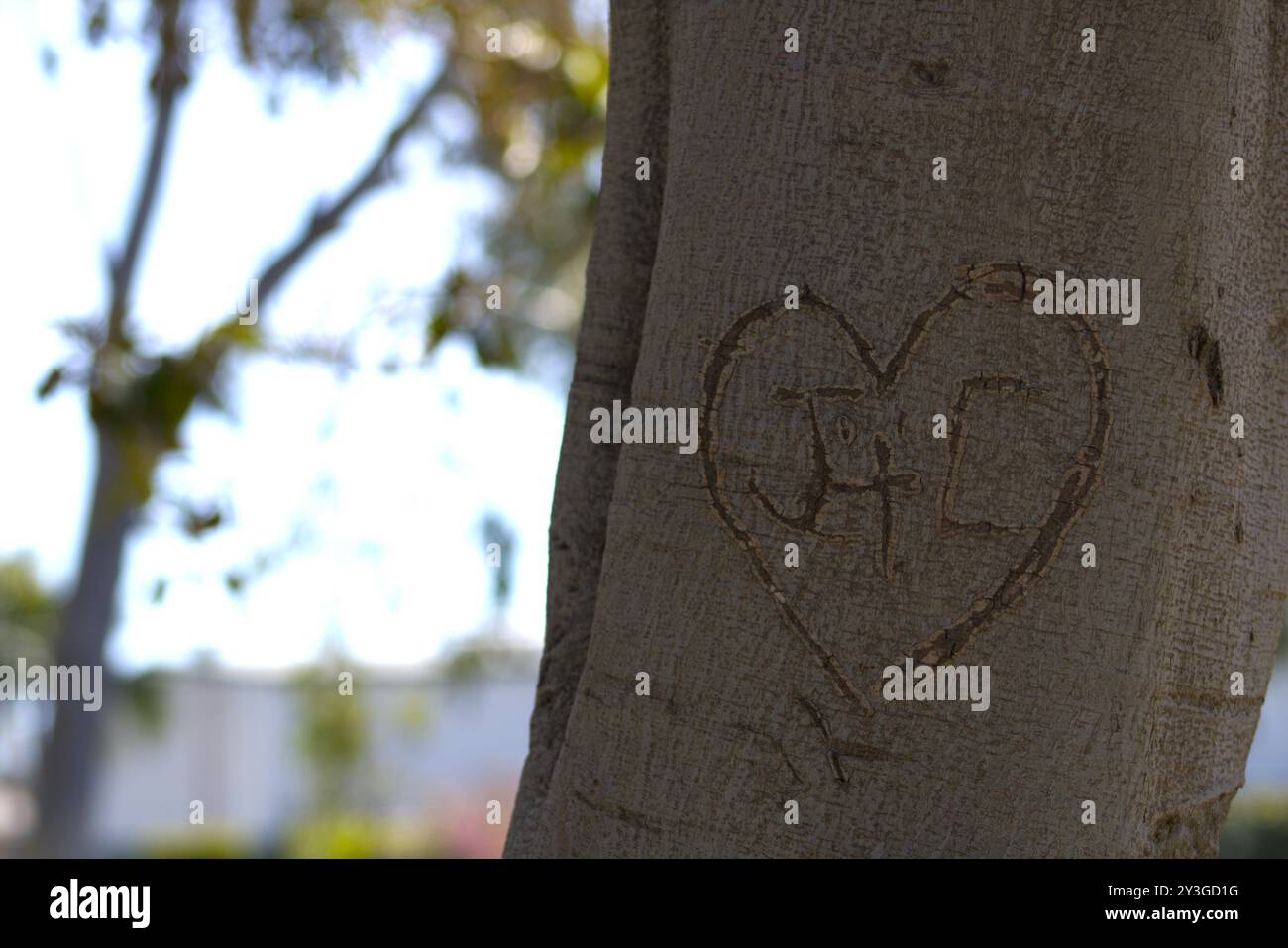 coppie romantiche iniziali scolpite sul tronco dell'albero Foto Stock