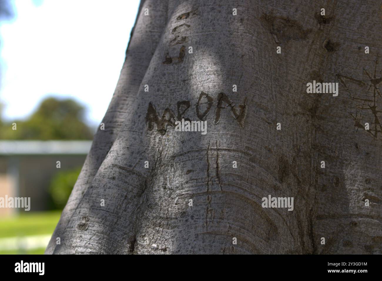 coppie romantiche iniziali scolpite sul tronco dell'albero Foto Stock