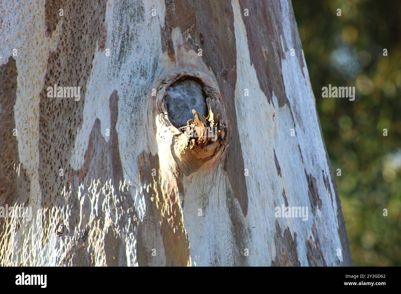 nodo sul tronco dell'albero con corteccia liscia Foto Stock