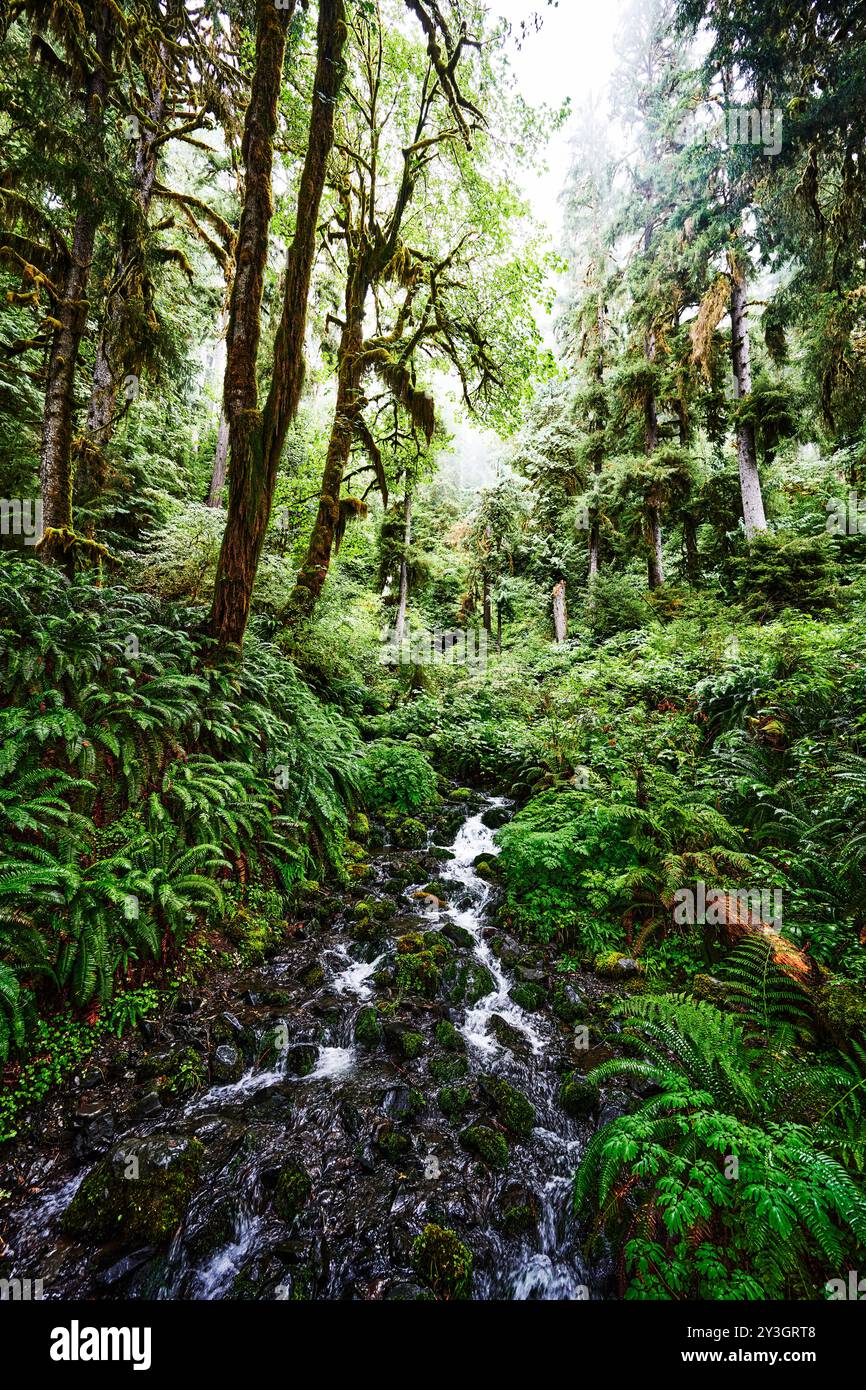 Paesaggio del sentiero del fiume Hoh, Olympic National Park, Washington State Foto Stock