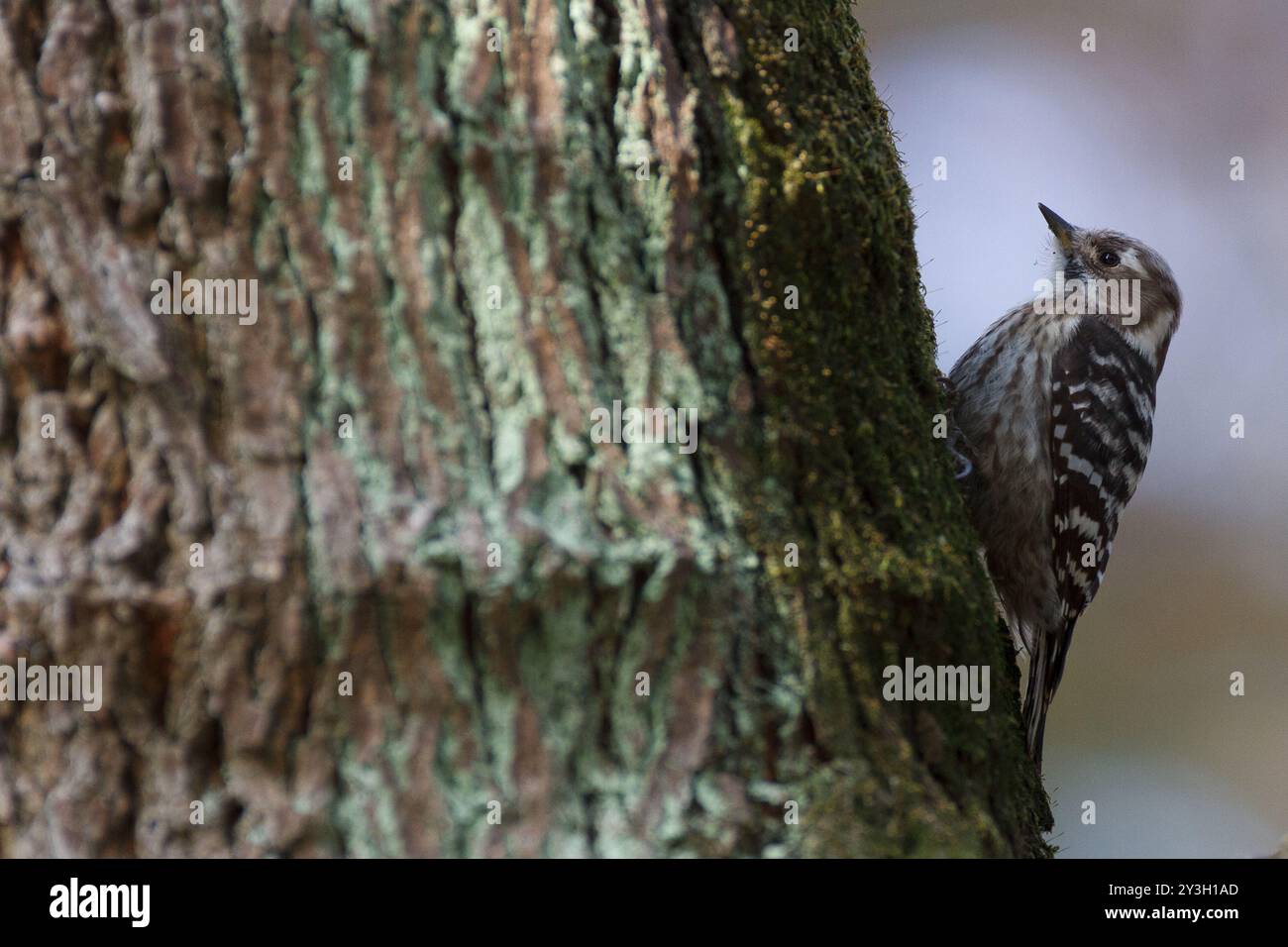 Un picchio pigmeo giapponese (Yungipicus kizuki) su un albero in apark a Kanagawa, Giappone. Foto Stock