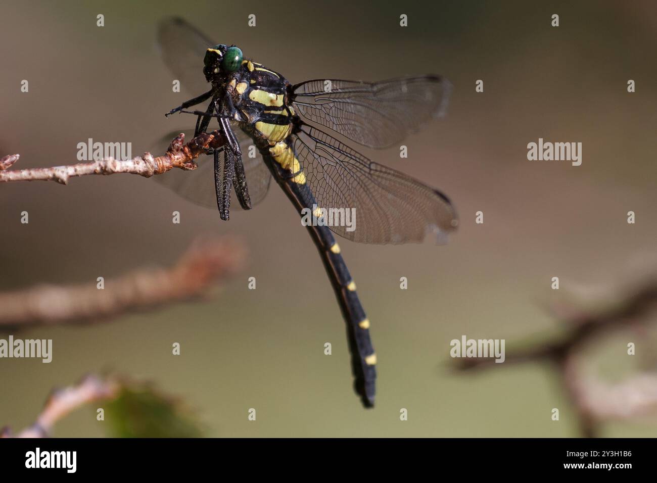 Un Anotogaster sieboldii o una libellula ad anello dorato in un parco a Kanagawa, in Giappone. Foto Stock