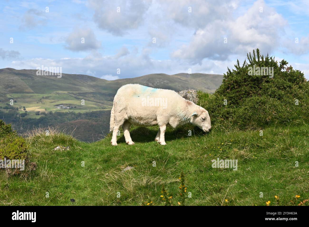 Pecora che mangia erba su una collina nel Parco Nazionale di Eryri (Snowdonia) - Galles del Nord, Regno Unito Foto Stock