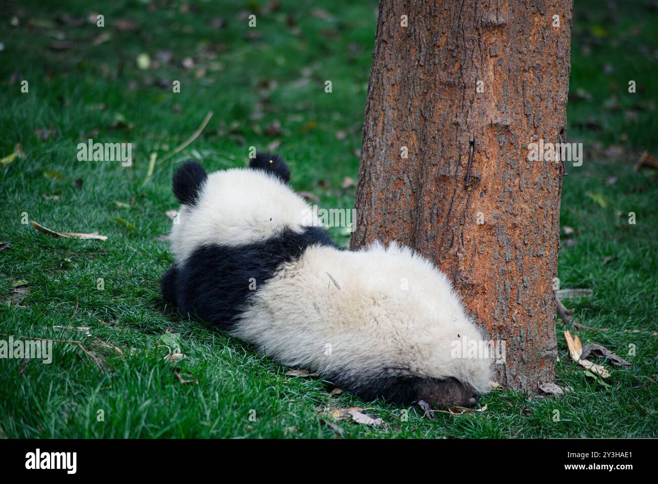 Un cucciolo di panda disteso a faccia in giù sull'erba. Foto Stock