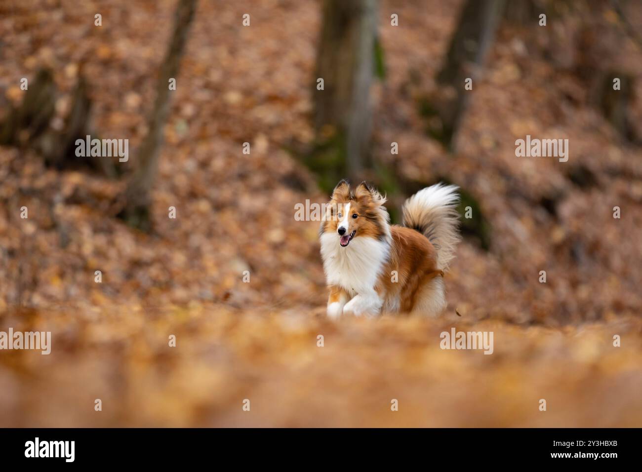 Il cucciolo di cane da pastore rossastro delle shetland corre nella foresta autunnale. Collie o riparo delle Shetland. Animale carino. Cane Purebreed. Foto Stock