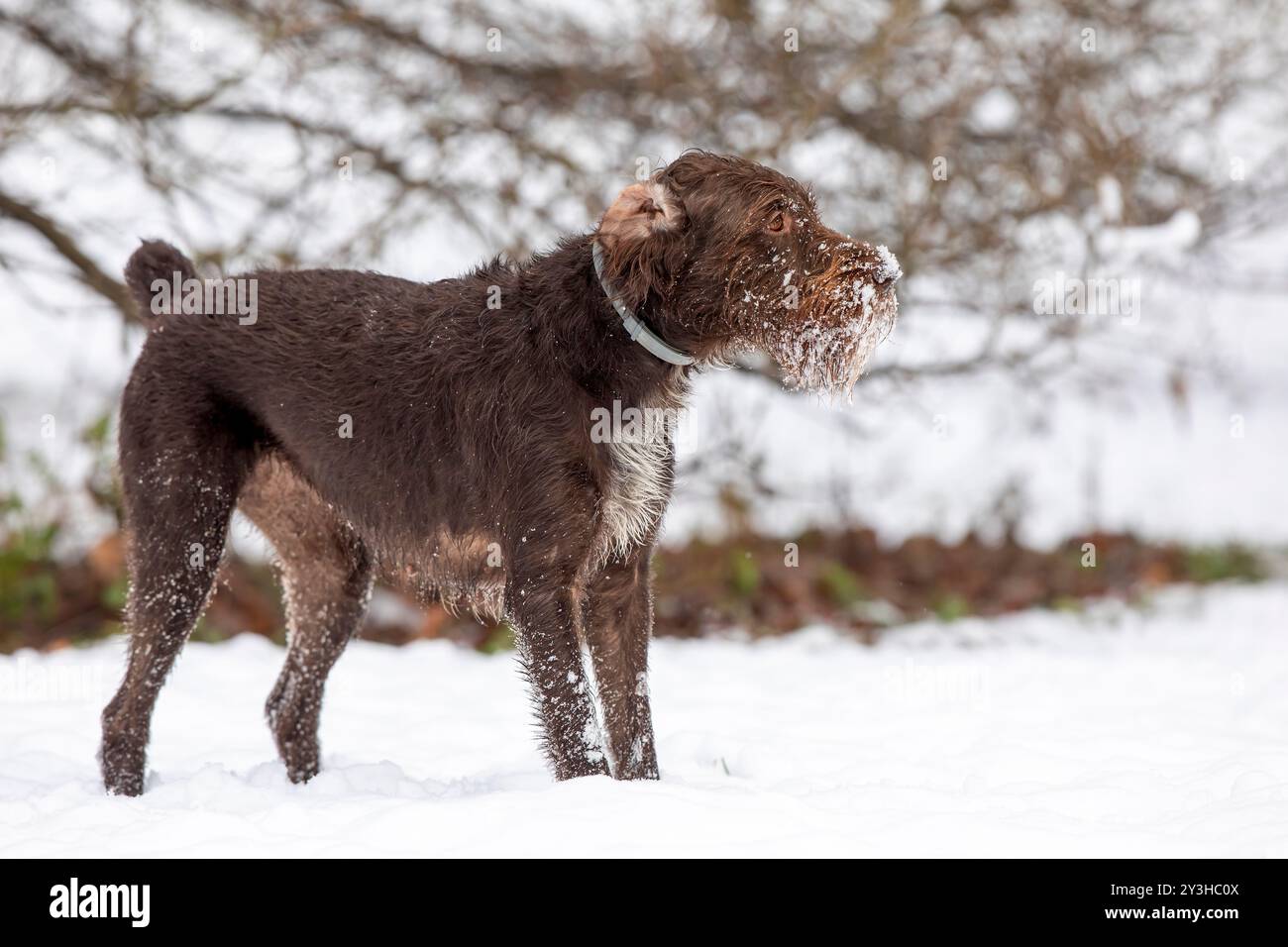 Bohemian wirehaired punta griffon lavora con cacciatore sul prato Foto Stock