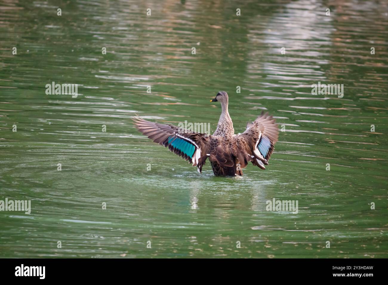 Bagno di anatra con Ali rialzate in luce naturale. Graziosa Ala Stretch di un'anatra da bagno Foto Stock