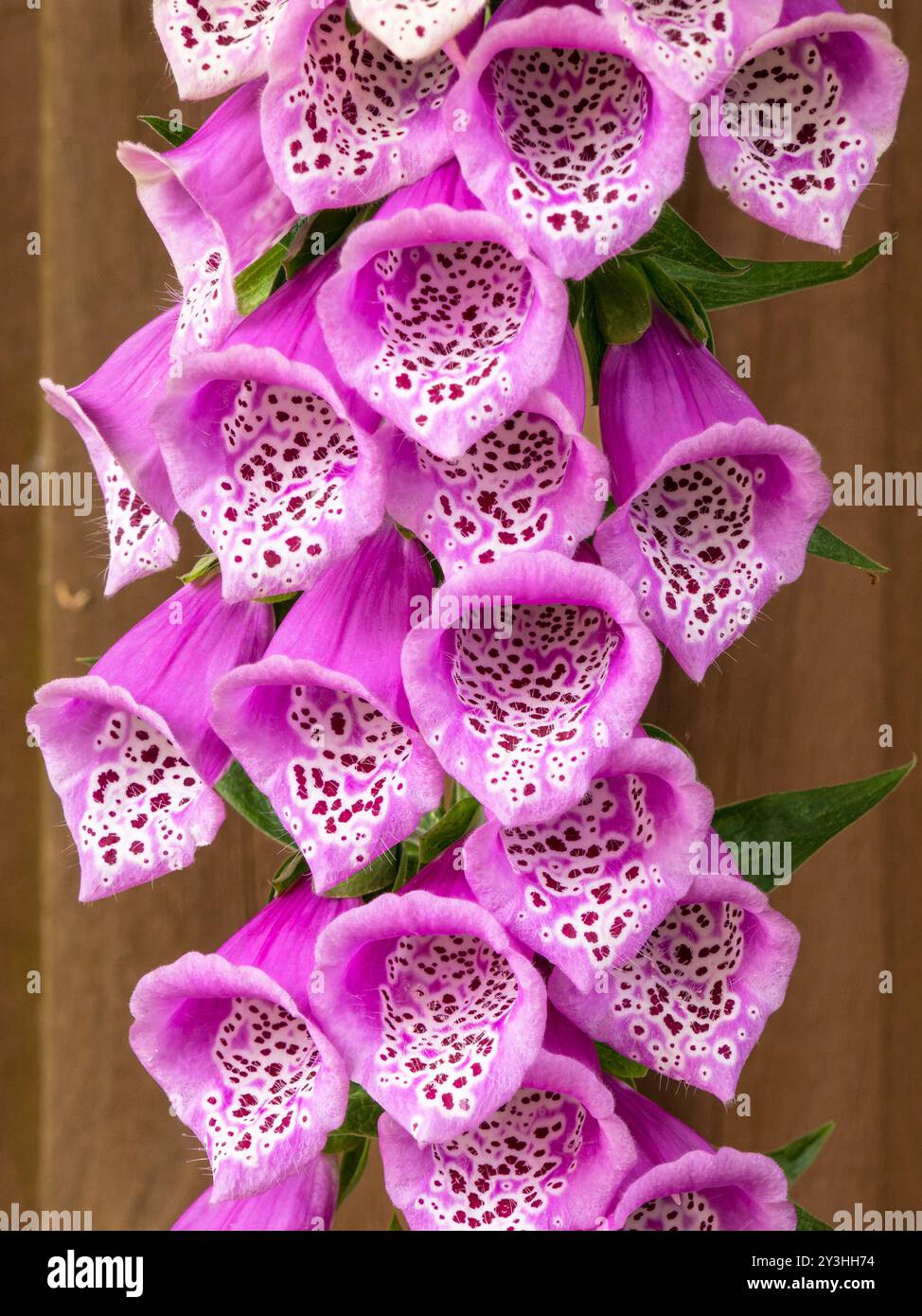 Primo piano dei fiori viola Foxglove di digitalis Purpurea con recinzione marrone dietro, May, Leicestershire, Inghilterra, Regno Unito Foto Stock
