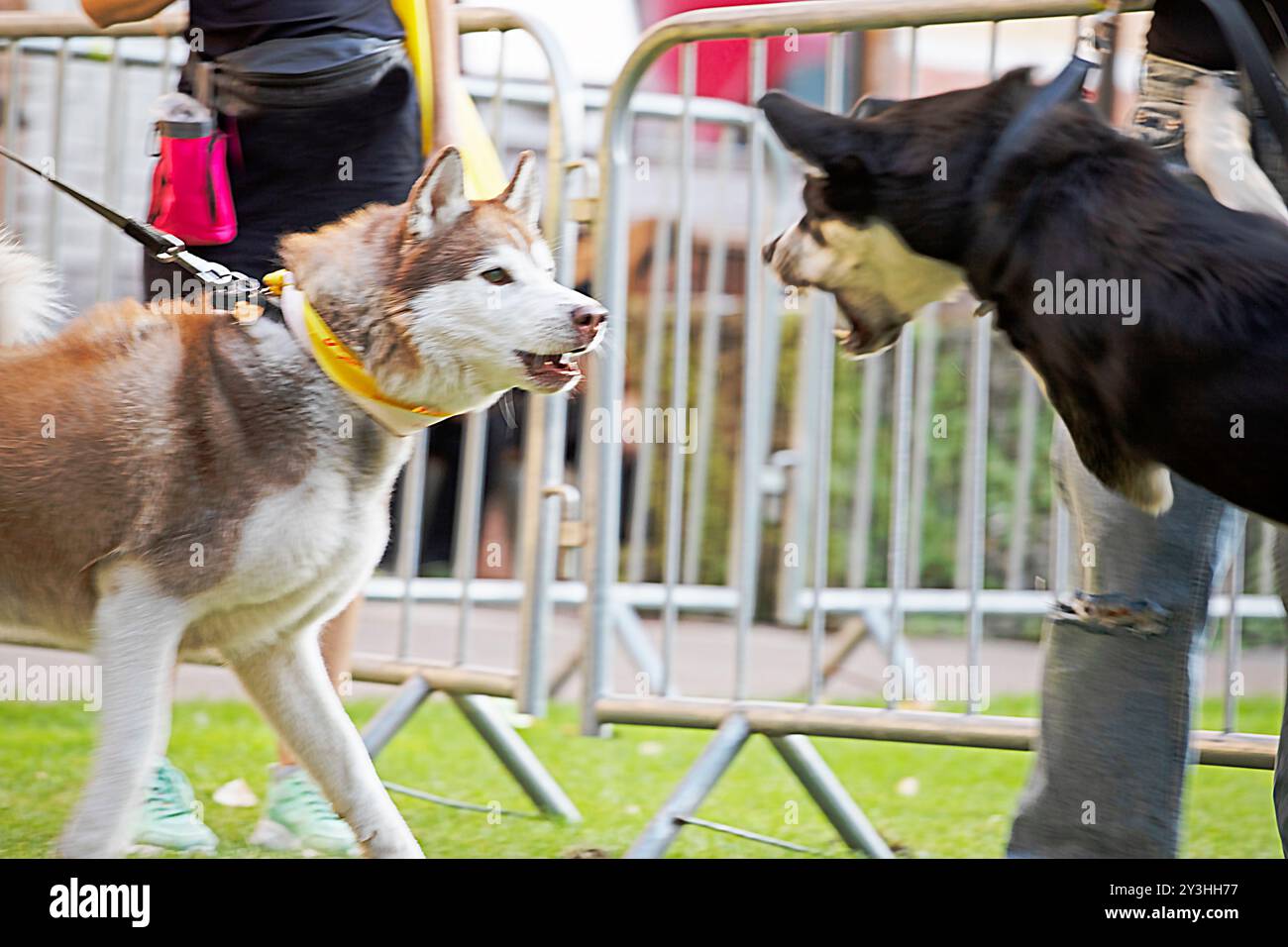 educazione e addestramento all'aggressione dei cani Foto Stock