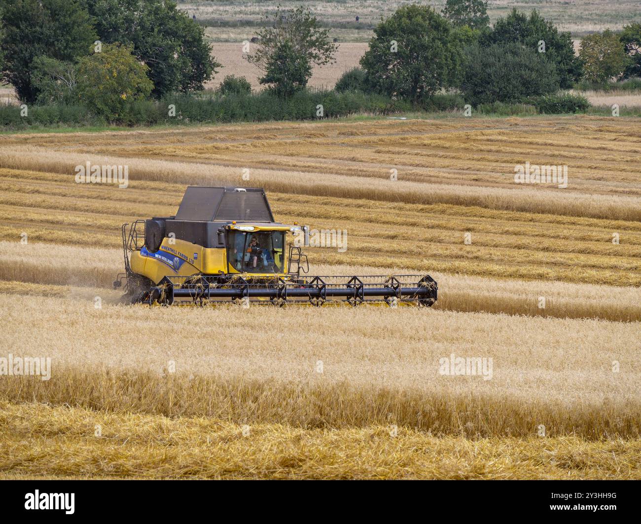 Mietitrebbia Yellow New Holland serie CR per la raccolta di cereali in estate, Leicestershire, Inghilterra Foto Stock