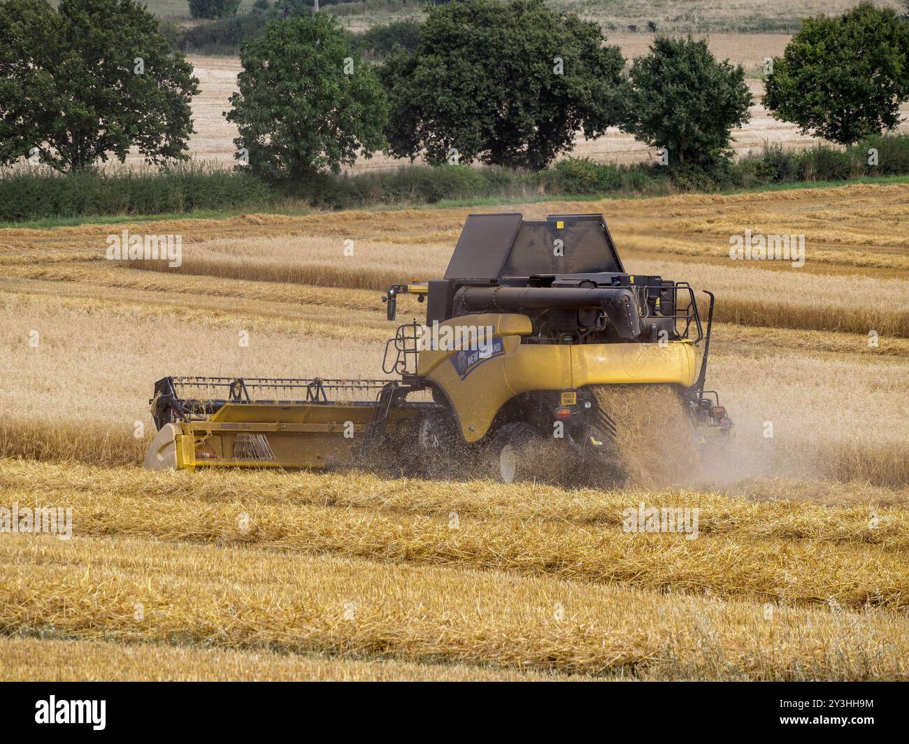 Mietitrebbia Yellow New Holland serie CR per la raccolta di cereali in estate, Leicestershire, Inghilterra Foto Stock