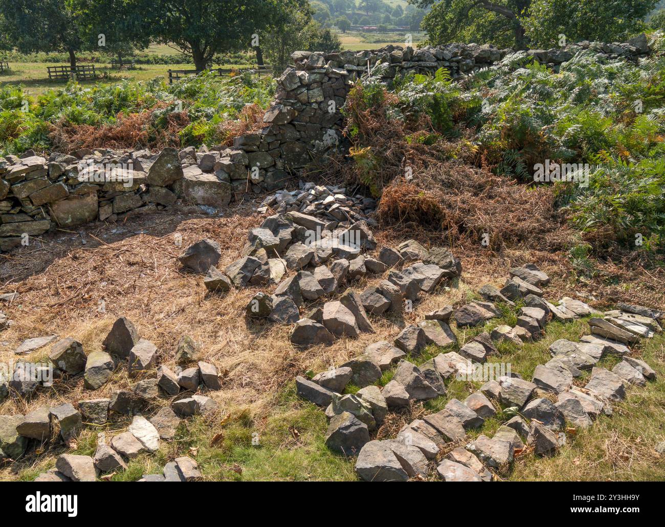 Riparazione di pareti a secco che mostrano pietre classificate in base alle dimensioni pronte per la ricostruzione, Bradgate Park, Leicestershire, Inghilterra, Regno Unito Foto Stock