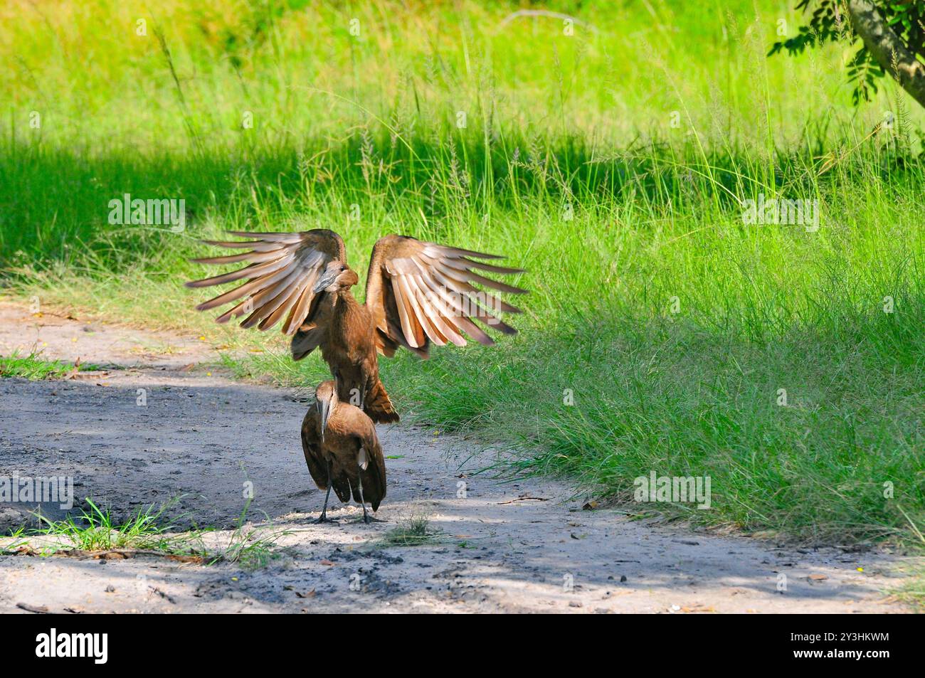 HAMERKOP-Scopus umbretta- Lago Vittoria - Uganda Foto Stock