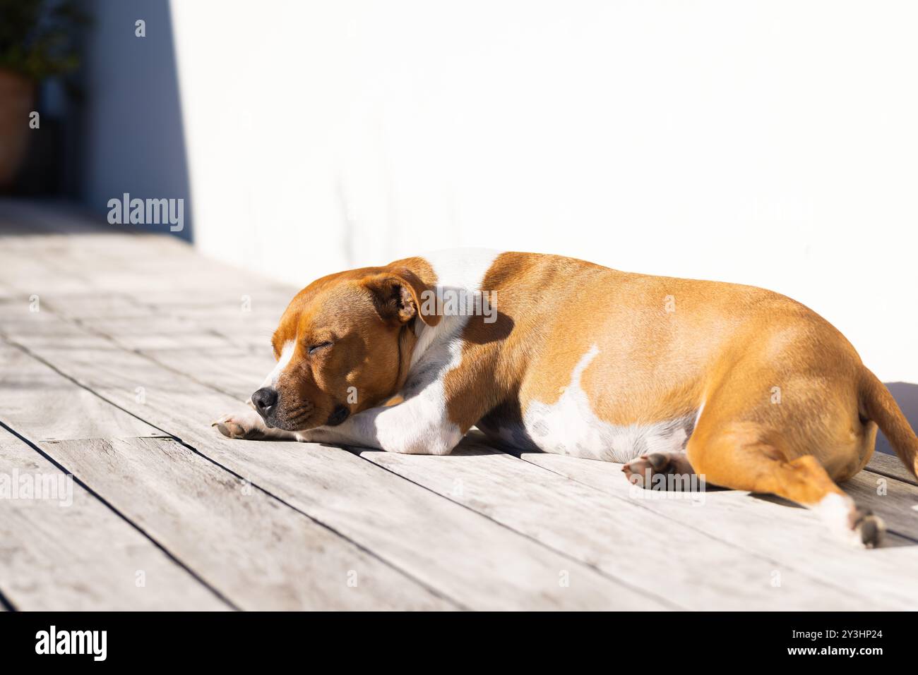 All'aperto, il cane dorme tranquillamente sul ponte di legno alla luce del sole, godendosi un pisolino Foto Stock