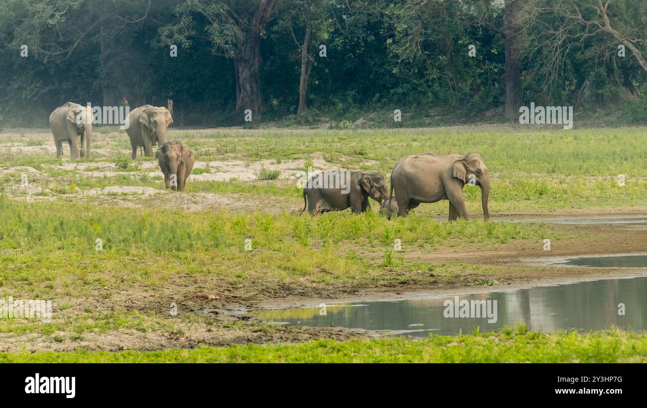 Un gruppo di bellissimi elefanti vicino a un corpo d'acqua. Gli elefanti asiatici sono grandi mammiferi nativi dell'Asia. Sono erbivori e vivono in foreste, praterie, Foto Stock