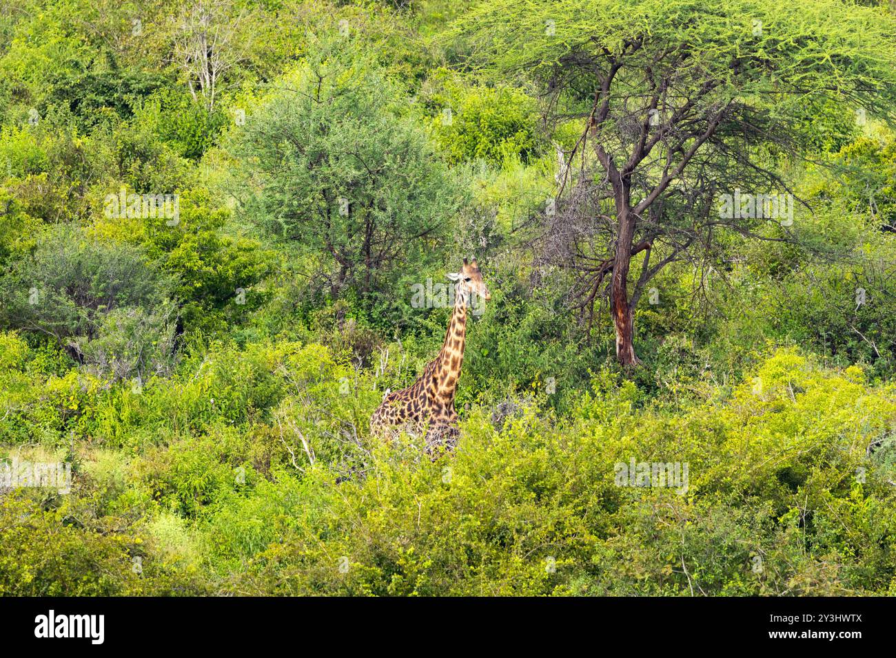 Una giraffa solitaria vagava attraverso un fitto cespuglio lungo il tragitto verso il fiume Great Ruaha per bere qualcosa. Questo toro passerà molto tempo a vagare da solo Foto Stock