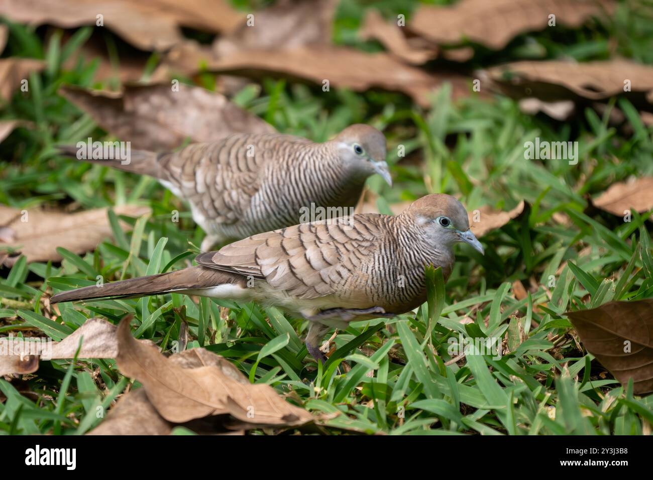Zebra dove - Geopelia striata, bella piccola colomba proveniente da foreste e boschi del Sud-est asiatico, isola Mauritius. Foto Stock