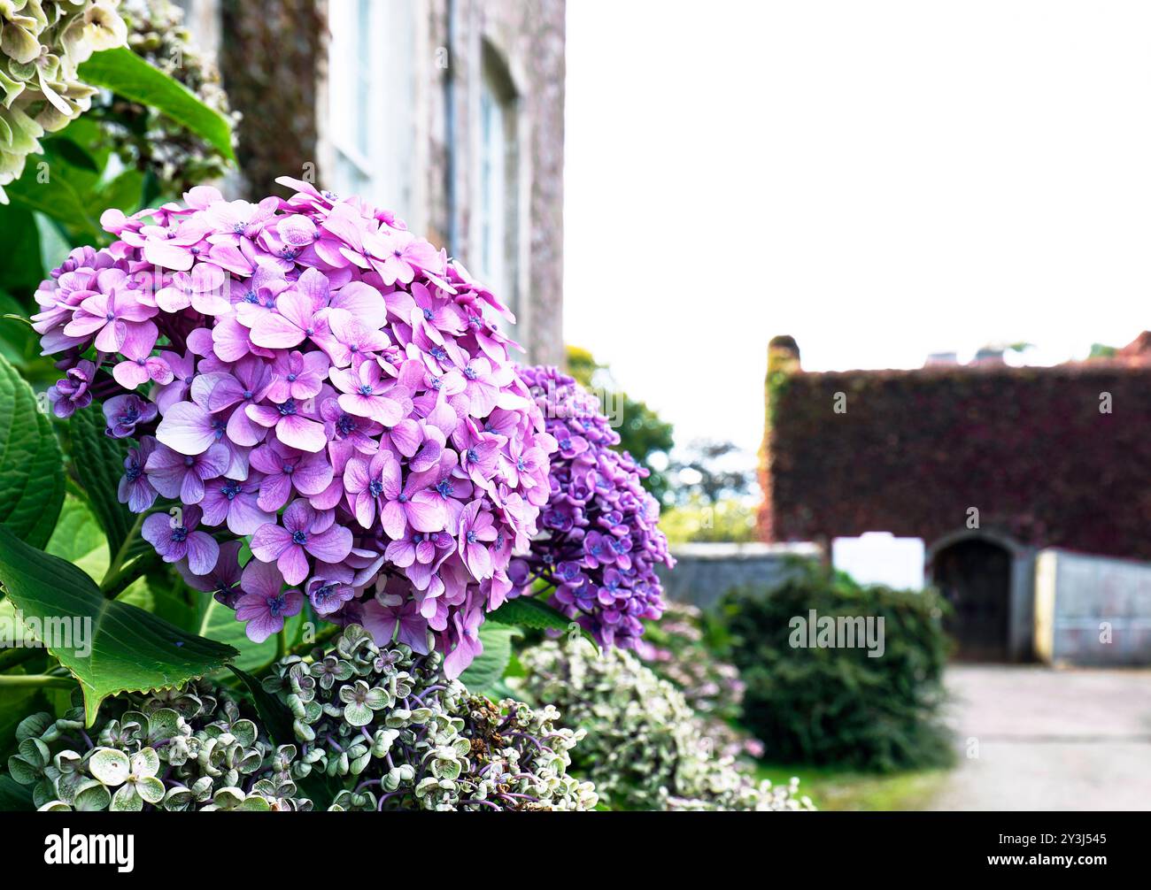 Testa di fiore di Ortensia Ortensia - Viola - primo piano con sfondo sfocato e spazio per testo copiato Foto Stock