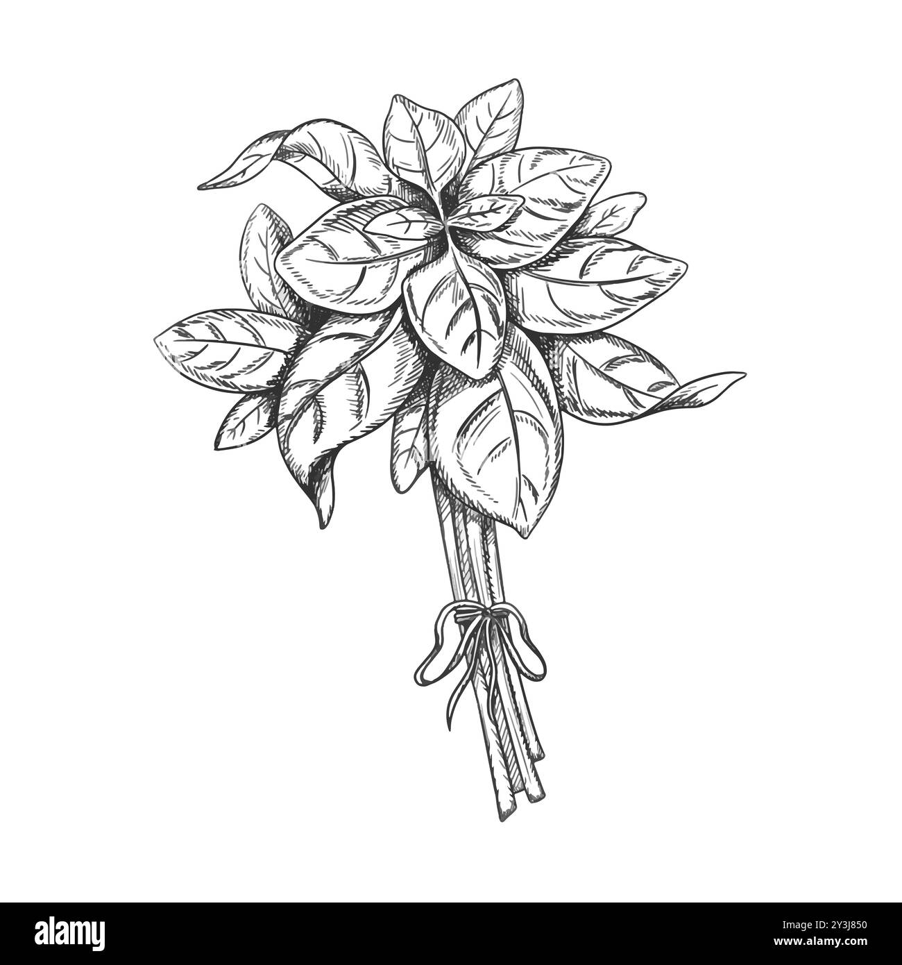 Illustrazione vettoriale con un mucchio di foglie di basilico fresco. Raccolto verde biologico da giardino, verdure e spezie ecologiche. Illustrazione disegnata a mano in l Illustrazione Vettoriale