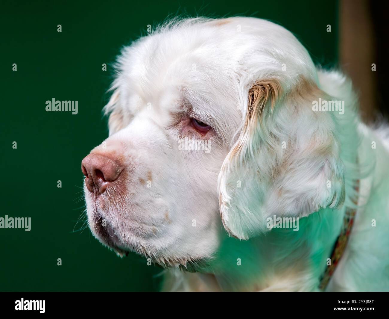Ritratto ravvicinato di un cane Clumber Spaniel Foto Stock
