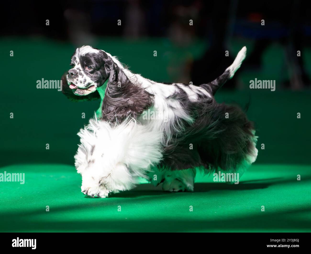 Cocker Spaniel americano bianco e nero ad una mostra canina Foto Stock