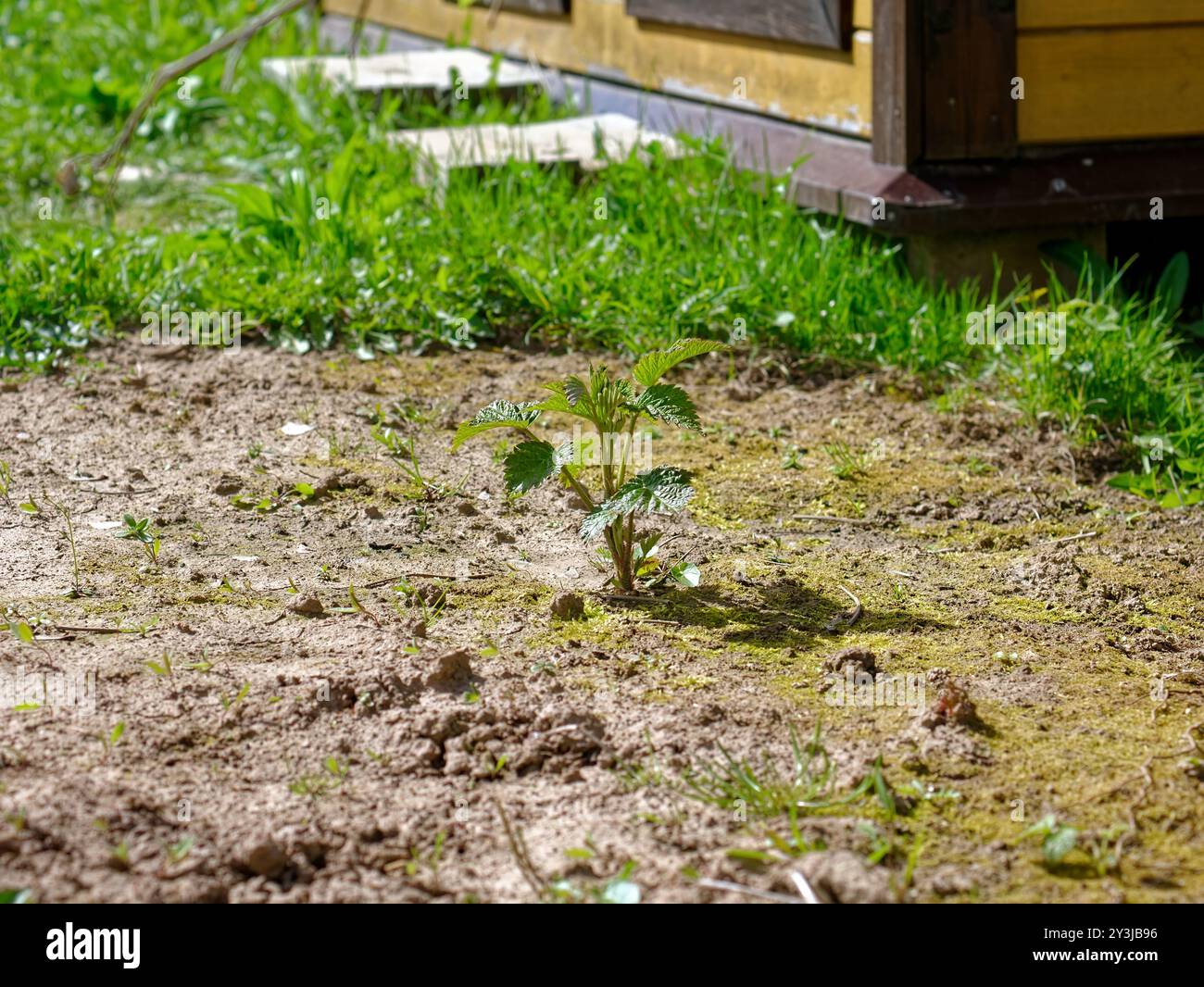 Germoglio di lamponi molto piccolo in giardino in primavera, primo piano Foto Stock