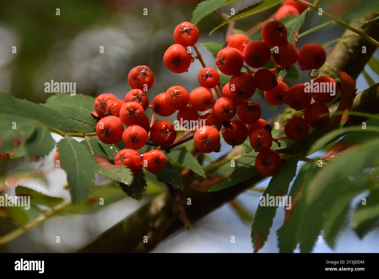 Queste bacche di rowan maturano in natura nel soleggiato giorno d'estate. Foto Stock