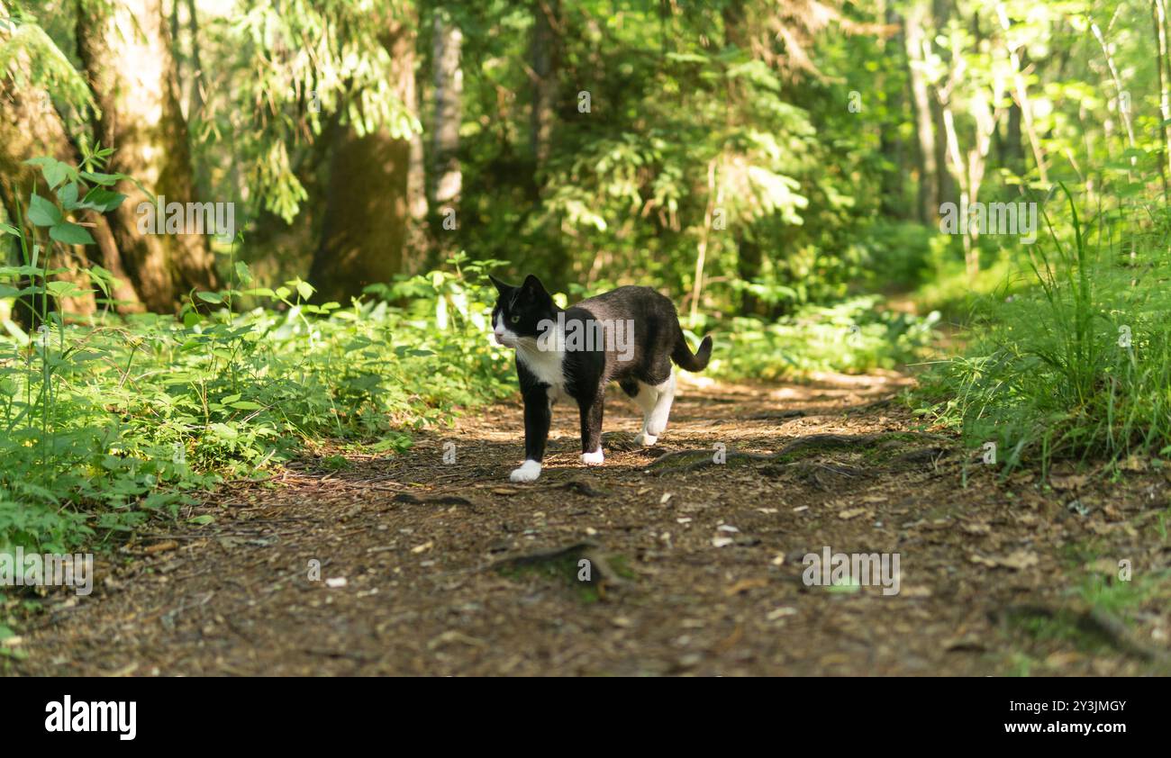 il gatto cammina lungo un sentiero nella foresta Foto Stock