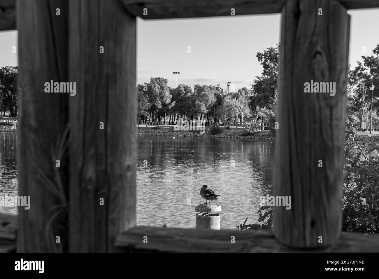 Laghetto situato nel Parque de las Cruces a Madrid, dove possiamo vedere le sue acque con anatre, gli alberi o l'erba, nonché le sue recinzioni di legno su un su Foto Stock