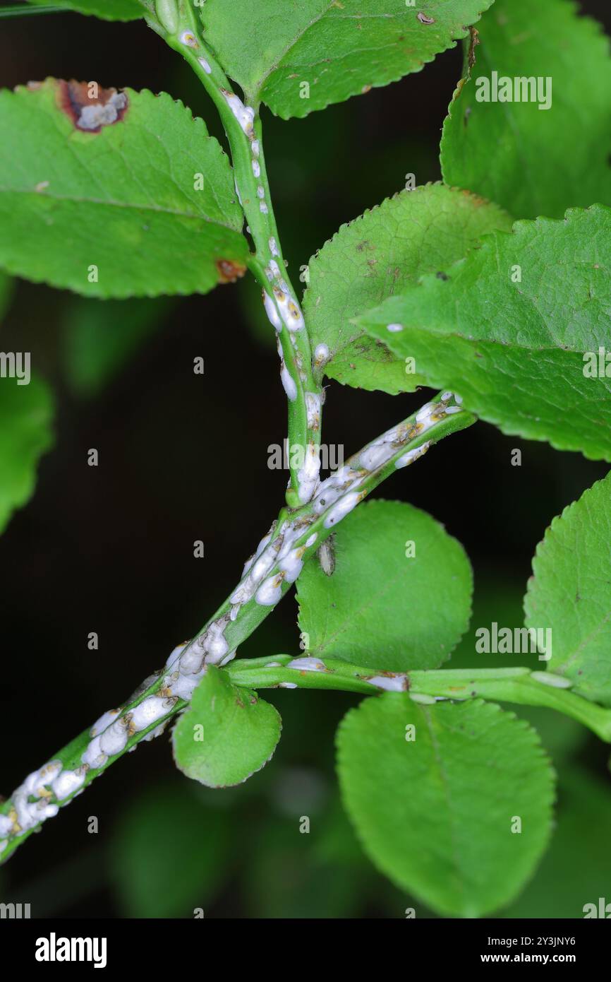 Piumino di corteccia di salice nero o scala di cottonwood, Chionaspis salicis, su bacche Vaccinium. Scaglie morbide, scaglie di cera o tartarughe, Coccidae. Foto Stock