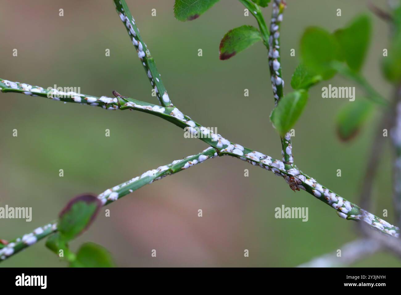 Piumino di corteccia di salice nero o scala di cottonwood, Chionaspis salicis, su bacche Vaccinium. Scaglie morbide, scaglie di cera o tartarughe, Coccidae. Foto Stock