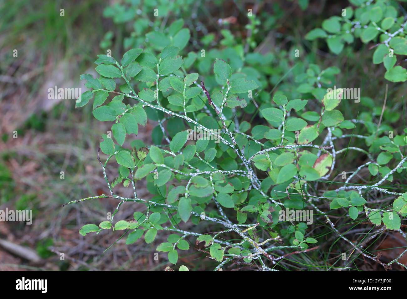 Piumino di corteccia di salice nero o scala di cottonwood, Chionaspis salicis, su bacche Vaccinium. Scaglie morbide, scaglie di cera o tartarughe, Coccidae. Foto Stock