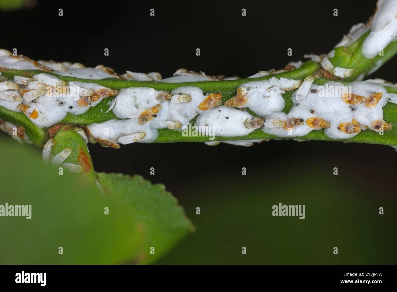 Piumino di corteccia di salice nero o scala di cottonwood, Chionaspis salicis, su bacche Vaccinium. Scaglie morbide, scaglie di cera o tartarughe, Coccidae. Foto Stock