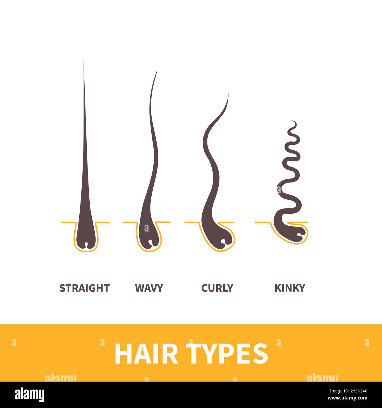 Tabella dei tipi di capelli insieme dei modelli di crescita dei trefoli Illustrazione Vettoriale