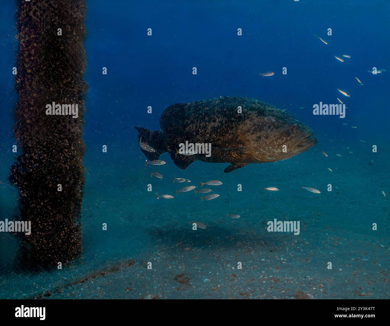 Una cernia di Golia atlantica (Epinephelus itajara) a Giove, Florida, Stati Uniti Foto Stock