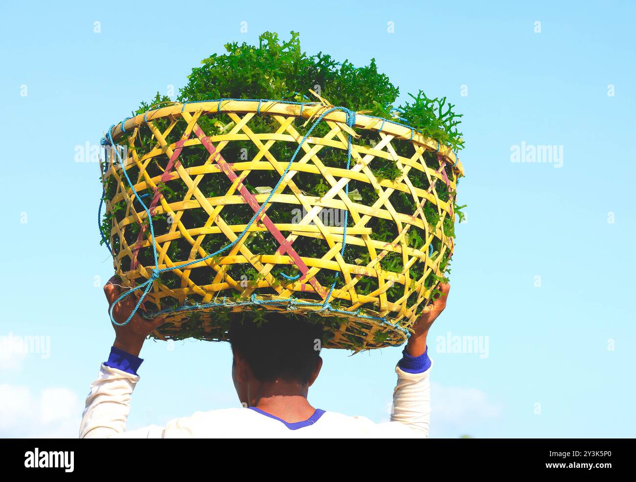 L'uomo porta un cestino di alghe sulla testa presso l'azienda agricola di alghe Nusa penida a Bali, Indonesia Foto Stock