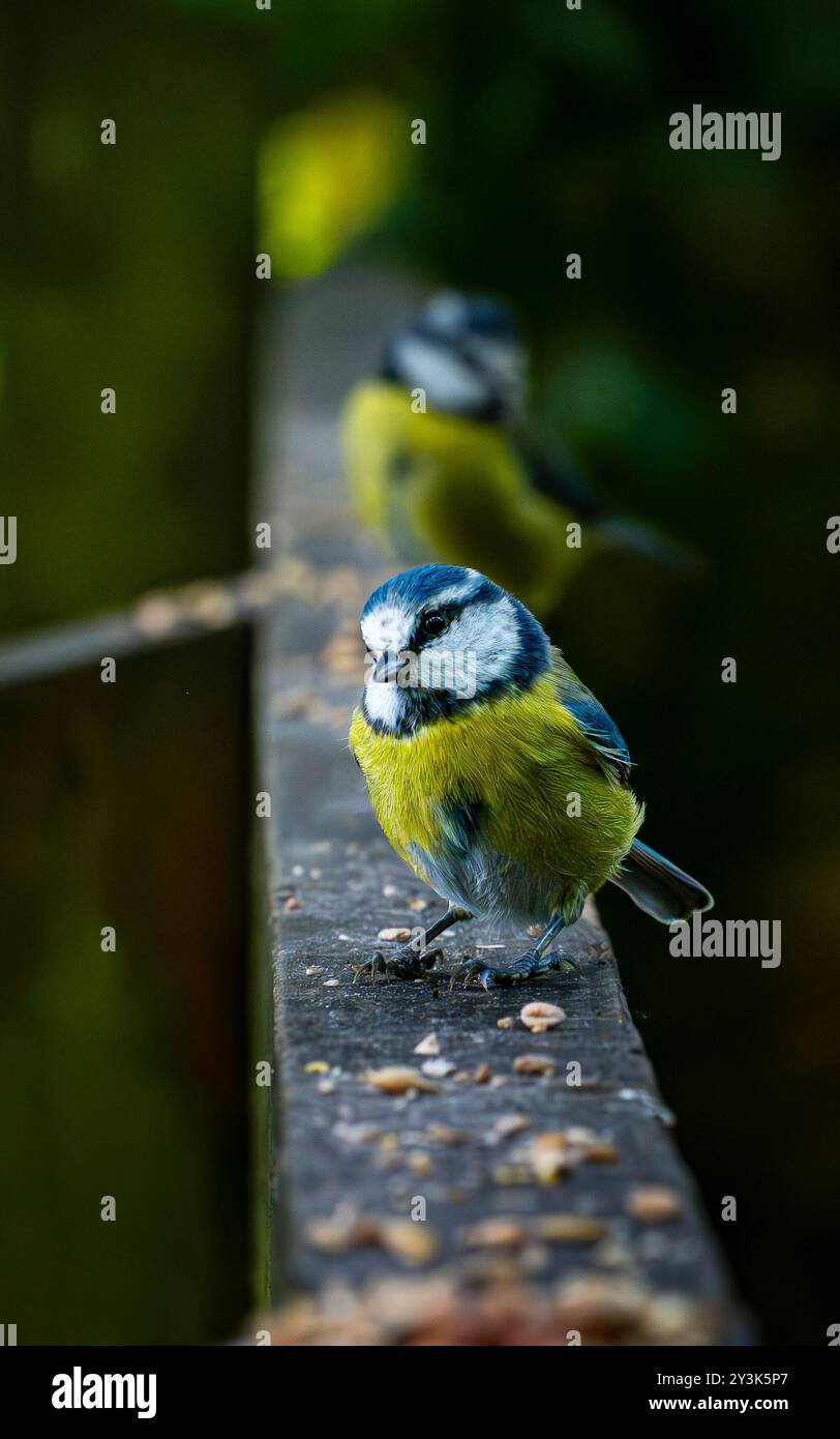 la tit blu in scozia Foto Stock