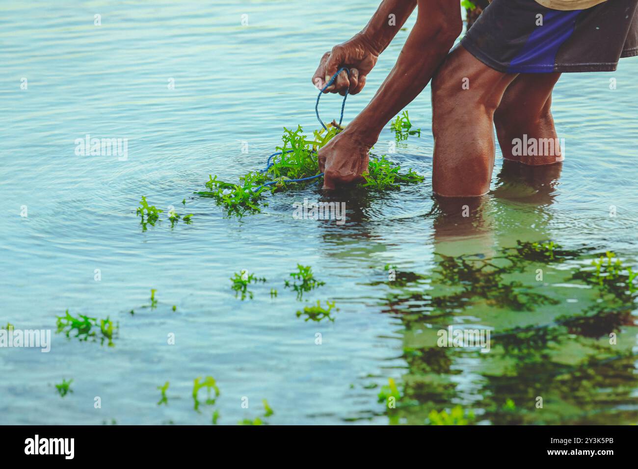 Attenzione selettiva alle mani degli agricoltori che raccolgono alghe presso l'allevamento di alghe a Nusa Penida, Indonesia Foto Stock