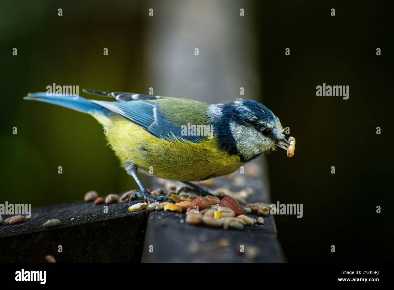 la tit blu in scozia Foto Stock