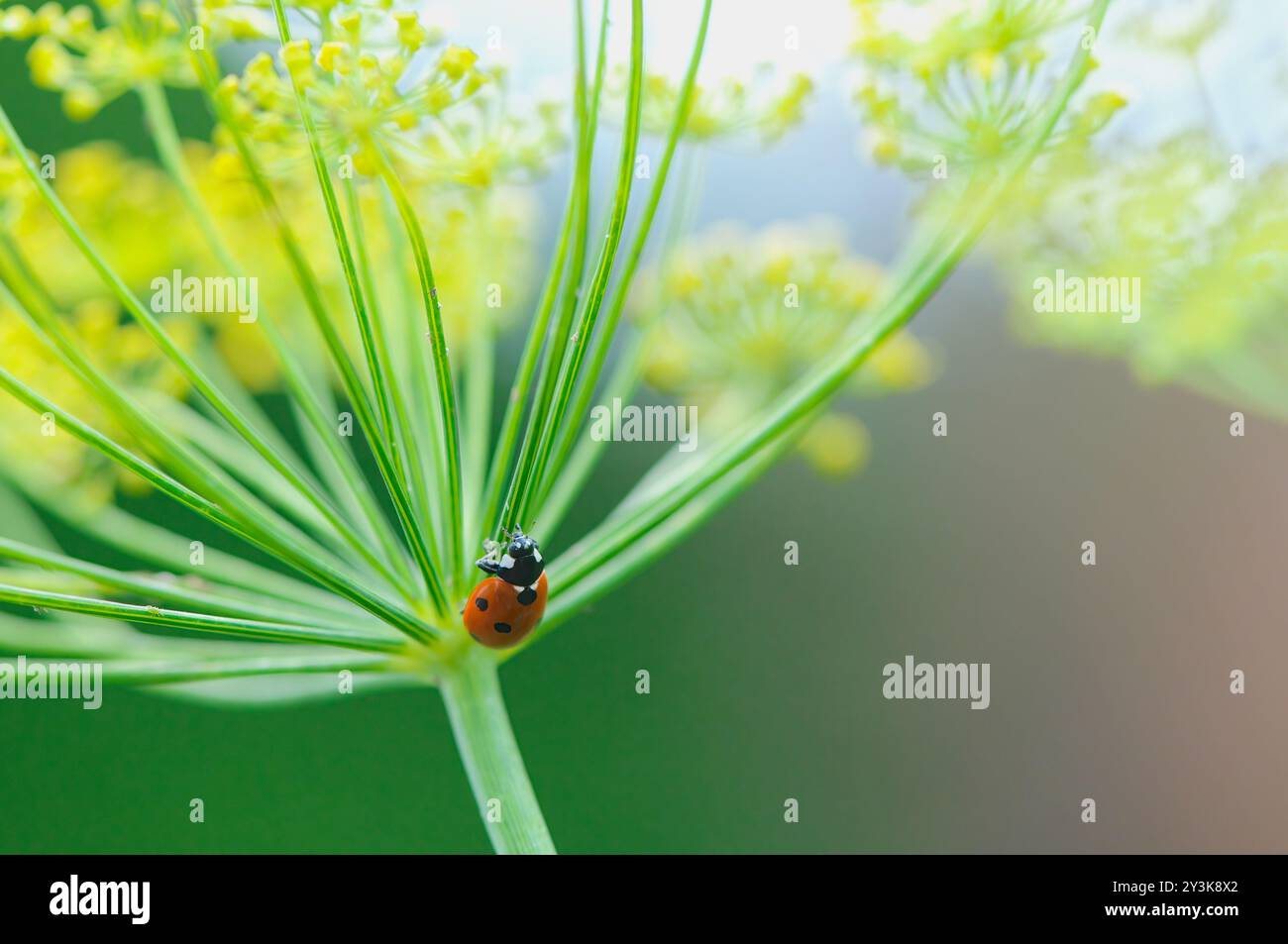 Una coccinella a sette macchie o uno scarabeo (Coccinella septempunctata) in cerca di afidi su una rue comune (Ruta graveolens). Foto Stock