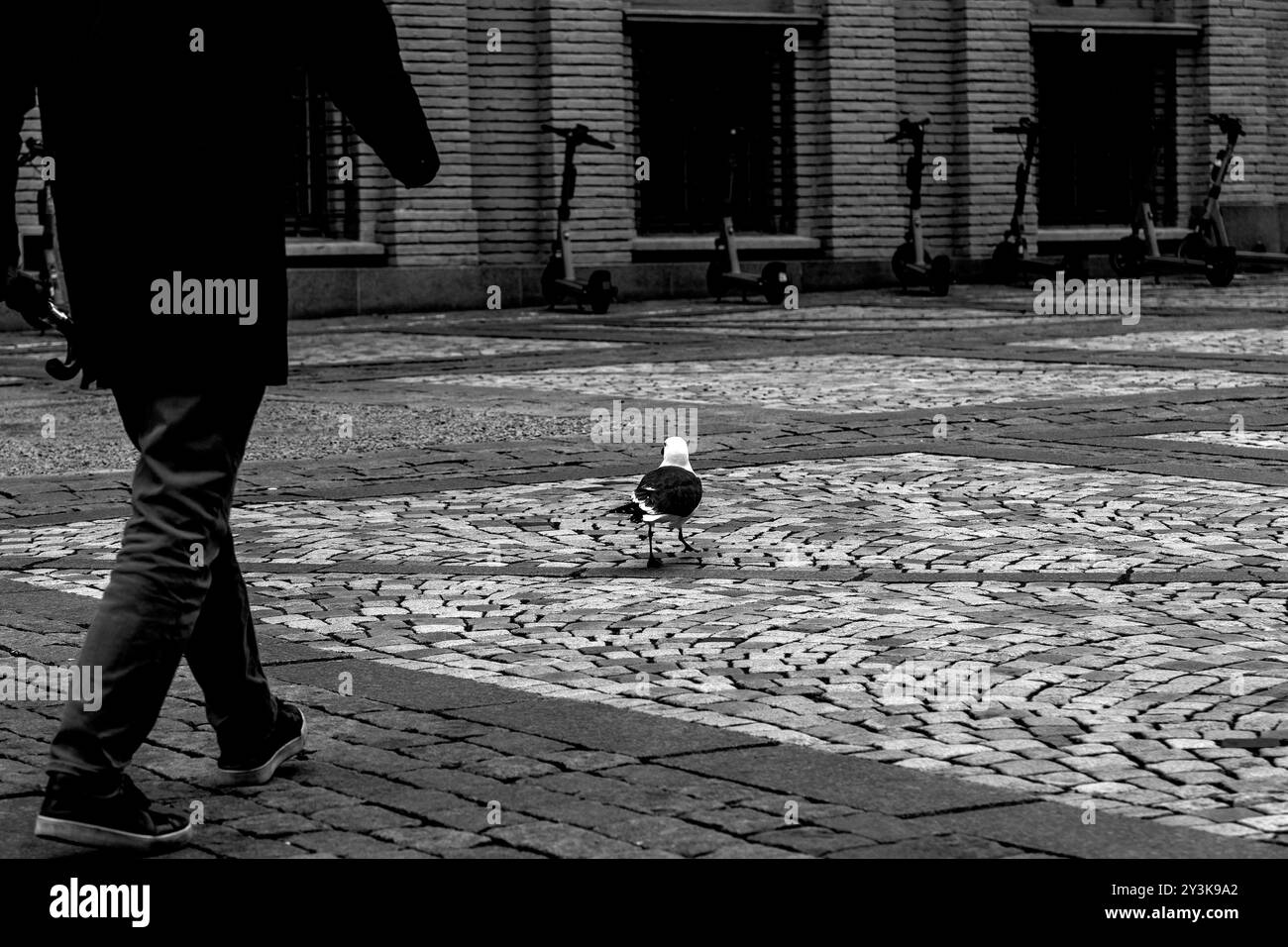 Uno dei tanti gabbiani (gabbiano scandinavo) intorno alla città portuale di Bergen, Norvegia. Qui sulle pietre di ciottoli della piazza Taarnplassen vicino alla corte Foto Stock